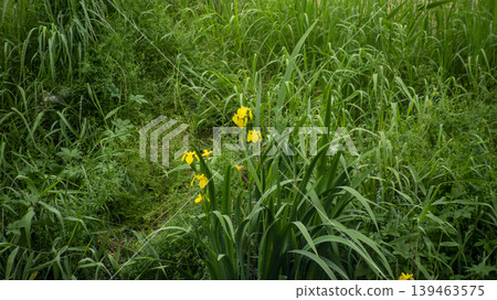 Jarasum Flower Festival Jarasum Flower Festival 139463575