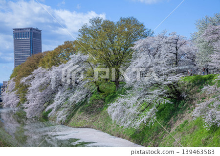 Cherry tree of moat Cherry tree of moat 139463583