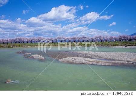 Sagae River and Cherry Blossom Trees Sagae River and Cherry Blossom Trees 139463588
