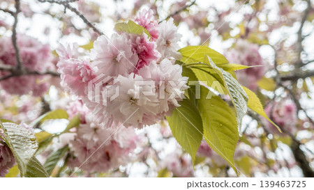 cherry blossoms sakura spring shiozazakura cherry blossoms 桜 さくら シオガマザクラ shiozamazakura cherry blossoms sakura spring shiozazakura cherry blossoms 桜 さくら シオガマザクラ shiozamazakura 139463725