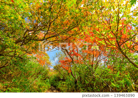 A tunnel of autumn leaves on Mount Bandai: Hiking trails dyed in autumn colors and trees shining brightly. Fukushima Prefecture. A tunnel of autumn leaves on Mount Bandai: Hiking trails dyed in autumn colors and trees shining brightly. Fukushima Prefecture. 139463890