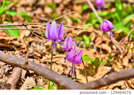 Katakuri flowers Katakuri flowers 139464078