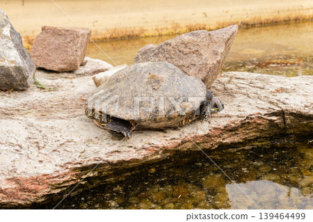 A turtle is resting on a large rock by the water. The sun is setting in the background. The scene shows natural stones and clear water around the turtle A turtle is resting on a large rock by the water. The sun is setting in the background. The scene shows natural stones and clear water around the turtle 139464499