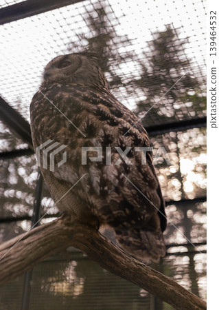 A grey owl perches on a branch inside its enclosure at a wildlife rescue center. The sun sets in the background, casting a soft light through the mesh. Visitors may learn about the owl's habits A grey owl perches on a branch inside its enclosure at a wildlife rescue center. The sun sets in the background, casting a soft light through the mesh. Visitors may learn about the owl's habits 139464532