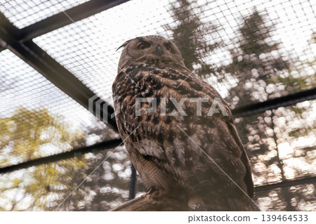 An owl is perched on a branch inside a cage. The surrounding trees can be seen through the mesh. This scene takes place in a wildlife sanctuary during late afternoon An owl is perched on a branch inside a cage. The surrounding trees can be seen through the mesh. This scene takes place in a wildlife sanctuary during late afternoon 139464533