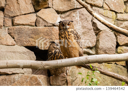Two owls are standing on a branch in front of a stone wall. They watch their surroundings closely. The setting is bright, revealing the texture of the rocks and the activity of the birds Two owls are standing on a branch in front of a stone wall. They watch their surroundings closely. The setting is bright, revealing the texture of the rocks and the activity of the birds 139464542