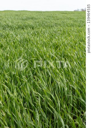 Grass covers the field with a sea of green. A gentle breeze moves through the blades. The sky is clear with no clouds. Sunlight shines brightly 139464585