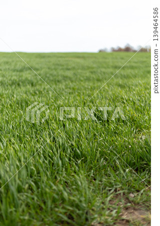 A field covered in green grass stretches under an overcast sky. The grass sways gently in the wind, showing signs of growth. This scene is typical of spring A field covered in green grass stretches under an overcast sky. The grass sways gently in the wind, showing signs of growth. This scene is typical of spring 139464586