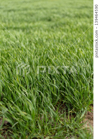 Thick green grass covers the ground in a field under bright sunlight. The grass sways gently, creating a lively scene on a clear day Thick green grass covers the ground in a field under bright sunlight. The grass sways gently, creating a lively scene on a clear day 139464590