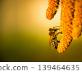 bee collects pollen on a flowering hazelnut tree 139464635