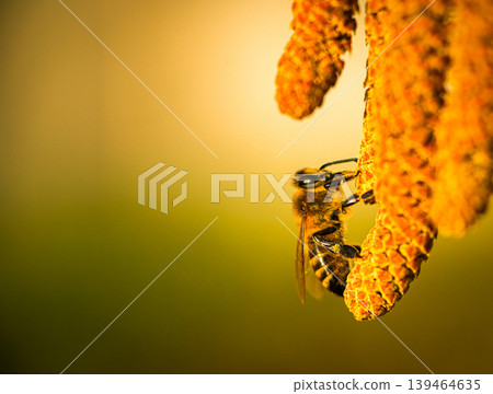 bee collects pollen on a flowering hazelnut tree bee collects pollen on a flowering hazelnut tree 139464635