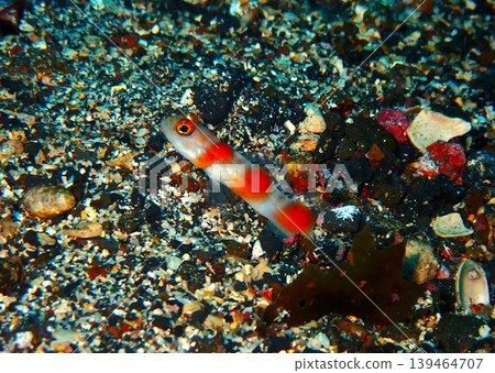 Yano's goby photographed at Akihama beach on Izu Oshima Island. Yano's goby photographed at Akihama beach on Izu Oshima Island. 139464707