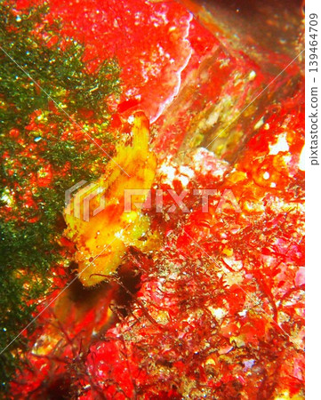在伊豆大島秋濱海灘拍攝到的蝎子魚。 139464709