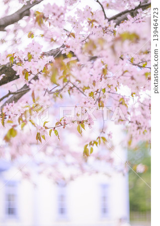 豐平館和盛開的櫻花(此版本中豐平館已模糊處理) 豐平館和盛開的櫻花(此版本中豐平館已模糊處理) 139464723