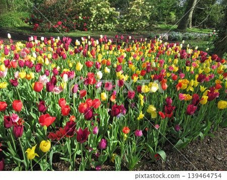 Floralia Brussels Floralia Brussels 139464754