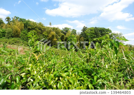 A lush green rural landscape with a blue sky and white clouds, and a blurred foreground of green. 139464803