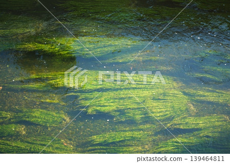 Vibrant underwater leaves swaying in the clear stream and the patterns of the river's current. Vibrant underwater leaves swaying in the clear stream and the patterns of the river's current. 139464811