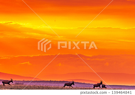 Maasai Mara National Game Reserve Park Narok County Kenya East Africa Savannah Grasslands Wilderness Landscapes Panoramic Scenic Views Wild Wildlife Animals Great Rift Valley Lions Sunset Sunrise Adve 139464841