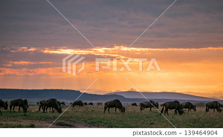 Maasai Mara National Game Reserve Park Narok County Kenya East Africa Savannah Grasslands Wilderness Landscapes Panoramic Scenic Views Wild Wildlife Animals Great Rift Valley Lions Sunset Sunrise Adve Maasai Mara National Game Reserve Park Narok County Kenya East Africa Savannah Grasslands Wilderness Landscapes Panoramic Scenic Views Wild Wildlife Animals Great Rift Valley Lions Sunset Sunrise Adve 139464904