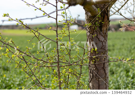 A tree branch shows new green leaves in spring. The background features a large open field with green plants. This scene is set in a rural area with a clear sky A tree branch shows new green leaves in spring. The background features a large open field with green plants. This scene is set in a rural area with a clear sky 139464932