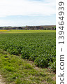 A field filled with green crops stretches across the land under a clear blue sky. The rural setting shows open space and distant farms on the horizon during spring 139464939
