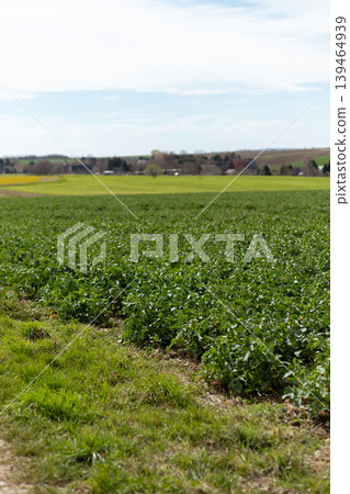 A field filled with green crops stretches across the land under a clear blue sky. The rural setting shows open space and distant farms on the horizon during spring A field filled with green crops stretches across the land under a clear blue sky. The rural setting shows open space and distant farms on the horizon during spring 139464939