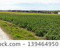 Crops grow on fields under a clear sky while a dirt road runs alongside. Green fields stretch into the distance with farmland visible 139464950
