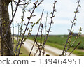 Branches of a tree show green buds with a dirt road in the background. The scene is set in the countryside during springtime under a clear sky 139464951