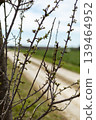 Tree branches show new green buds along a dirt road. The landscape is open with signs of spring in the distance. Sunlight shines on the scene 139464952