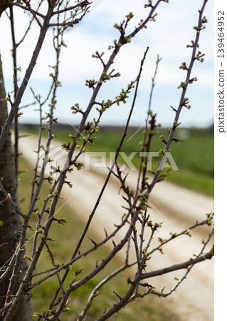Tree branches show new green buds along a dirt road. The landscape is open with signs of spring in the distance. Sunlight shines on the scene 139464952