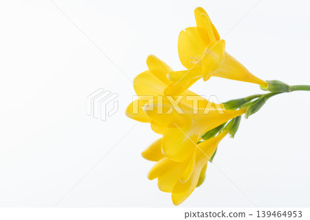 黃色小蒼蘭花的室內特寫 01 139464953