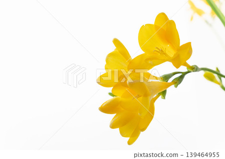 Close-up indoor shot of a yellow freesia flower 03 Close-up indoor shot of a yellow freesia flower 03 139464955