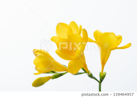 Close-up indoor shot of a yellow freesia flower 05 Close-up indoor shot of a yellow freesia flower 05 139464957