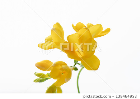 Close-up indoor shot of a yellow freesia flower 06 Close-up indoor shot of a yellow freesia flower 06 139464958