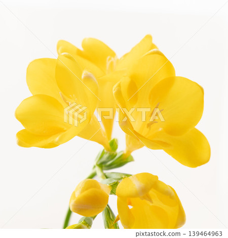 Close-up indoor shot of a yellow freesia flower (11) Close-up indoor shot of a yellow freesia flower (11) 139464963