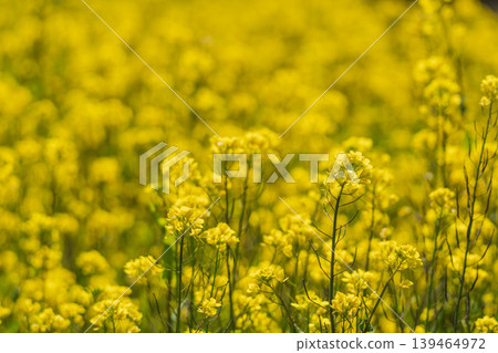 Spring flowers: Rape blossoms are in full bloom (15) Spring flowers: Rape blossoms are in full bloom (15) 139464972