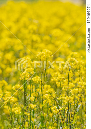 春花：油菜花盛開（17） 139464974