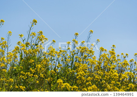 Spring flowers: Rapeseed blossoms and blue sky 11 Spring flowers: Rapeseed blossoms and blue sky 11 139464991