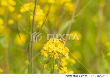 Spring rapeseed flowers and honeybees collecting nectar 10 139465036