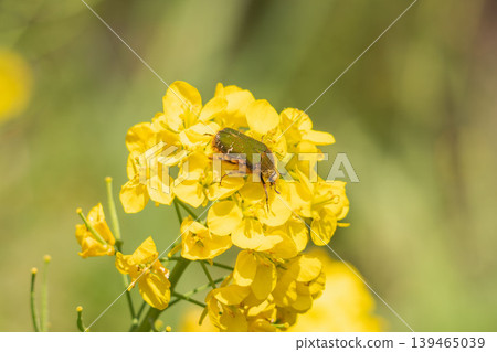 Spring field: A beetle covered in pollen and rapeseed flowers 03 139465039