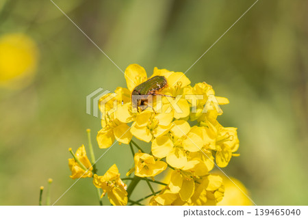 春日田野：一隻甲蟲身上沾滿了花粉和油菜花 04 139465040