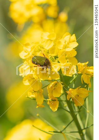Spring field: Flower beetles covered in pollen and rapeseed flowers 05 Spring field: Flower beetles covered in pollen and rapeseed flowers 05 139465041