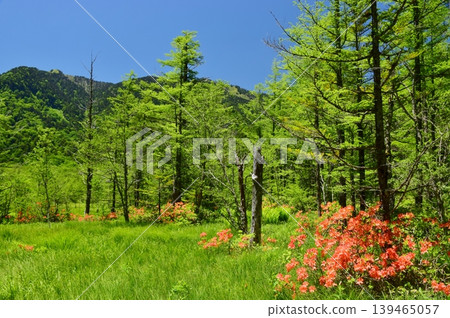 Kamikochi in early summer, with rhododendrons in full bloom. Kamikochi in early summer, with rhododendrons in full bloom. 139465057