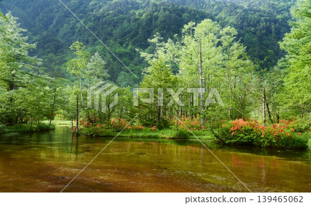 初夏的上高地，杜鵑花盛開。 139465062