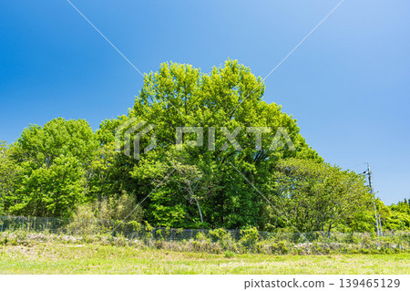A rural landscape of Hira in the western Lake Biwa region, a forest of fresh green leaves, Otsu City, Shiga Prefecture. A rural landscape of Hira in the western Lake Biwa region, a forest of fresh green leaves, Otsu City, Shiga Prefecture. 139465129