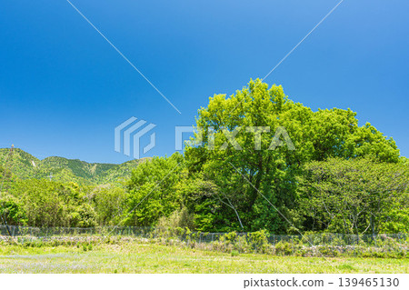 A rural landscape of Hira in the western Lake Biwa region, a forest of fresh green leaves, Otsu City, Shiga Prefecture. A rural landscape of Hira in the western Lake Biwa region, a forest of fresh green leaves, Otsu City, Shiga Prefecture. 139465130