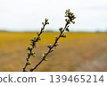 Buds appear on a branch in the foreground with a yellow field in the background. The day looks overcast and cloudy. Nature is waking up in spring 139465214