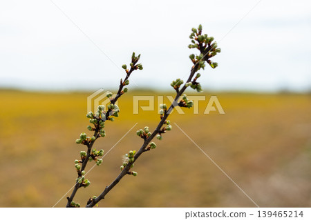 Buds appear on a branch in the foreground with a yellow field in the background. The day looks overcast and cloudy. Nature is waking up in spring Buds appear on a branch in the foreground with a yellow field in the background. The day looks overcast and cloudy. Nature is waking up in spring 139465214