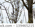 New buds grow on branches of trees during spring. The scene shows the natural growth cycle. The sky is cloudy above, creating a soft light on the branches 139465215