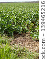 In a rural area, green plants grow in neat rows under a clear sky during the day. The ground has some grass and natural elements visible among the crops 139465216